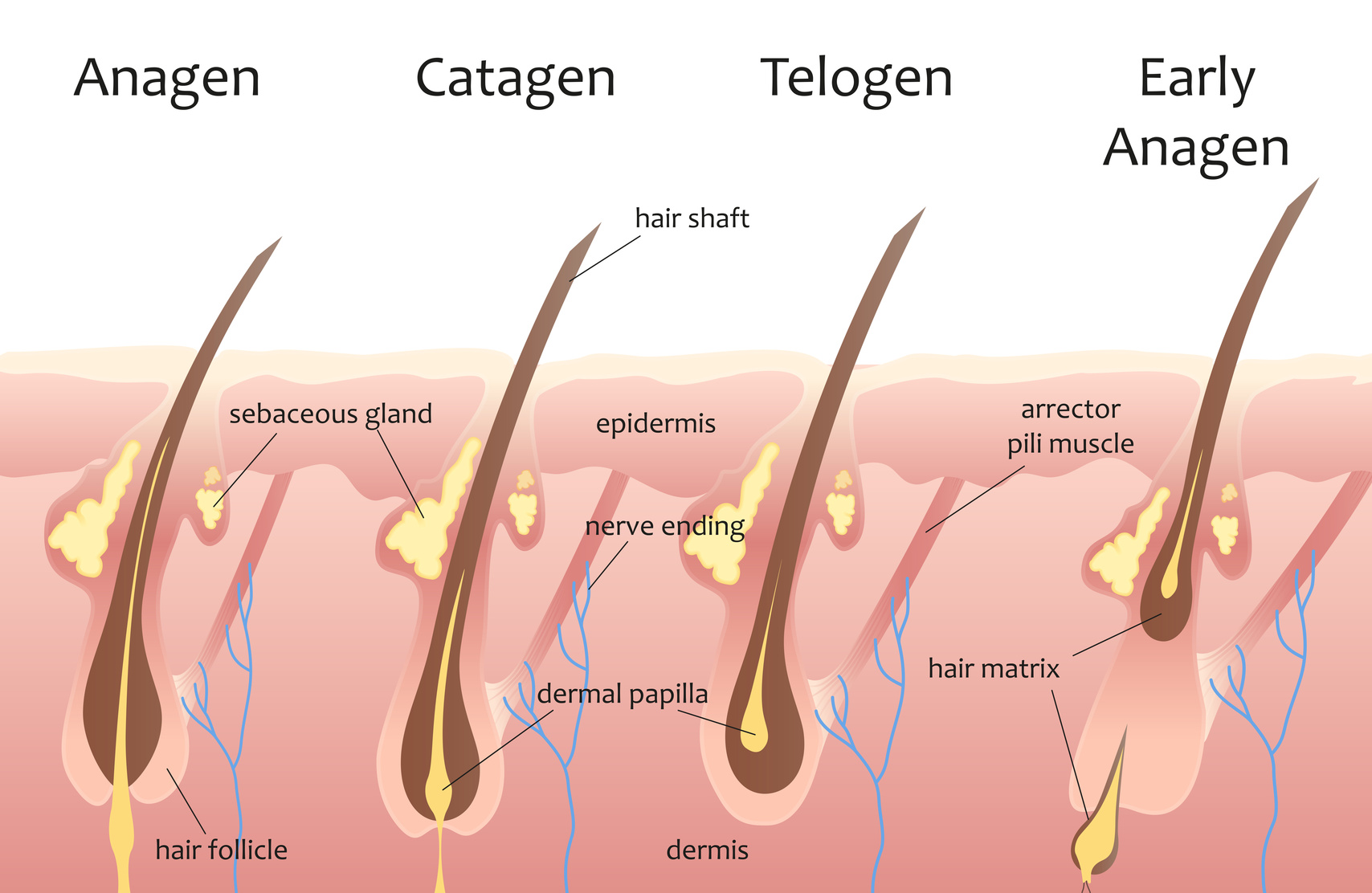 ciclo del pelo